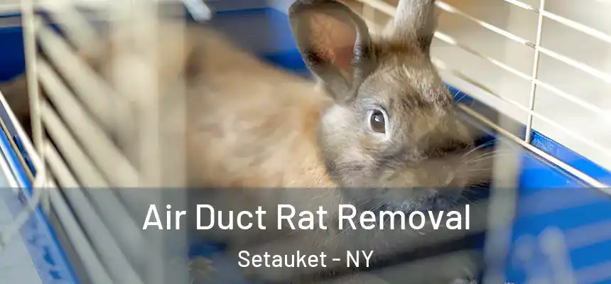  Air Duct Rat Removal Setauket - NY